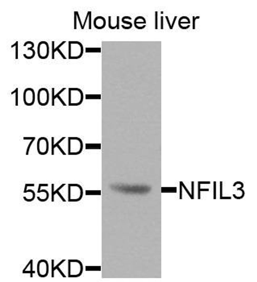 Western blot analysis of extracts of mouse liver cells using NFIL3 antibody