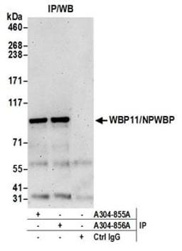 Detection of human WBP11/NPWBP by western blot of immunoprecipitates.