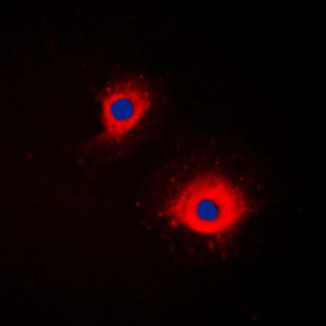 Immunofluorescense analysis of Jurkat cells using CD254 antibody