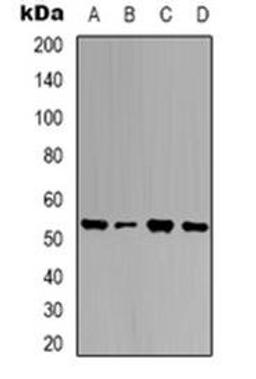 Western blot analysis of Ubiquilin 4 expression in HEK293T (Lane 1), K562 (Lane 2), NIH3T3 (Lane 3), mouse brain (Lane 4) whole cell lysates using UBQLN4 antibody