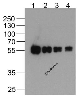Western blot analysis of (1) 200ng, (2) 100ng, (3) 50ng, and (4) 25ng of cMyc-tagged recombinant protein (GGP1) with Biotin-cMyc-tag antibody at 0.5 μg/ml.