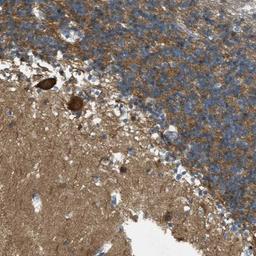 Immunohistochemistry-Paraffin: OSMR Antibody [NBP1-82471] - Immunohistochemical staining of human cerebellum shows strong positivity in Purkinje cells.