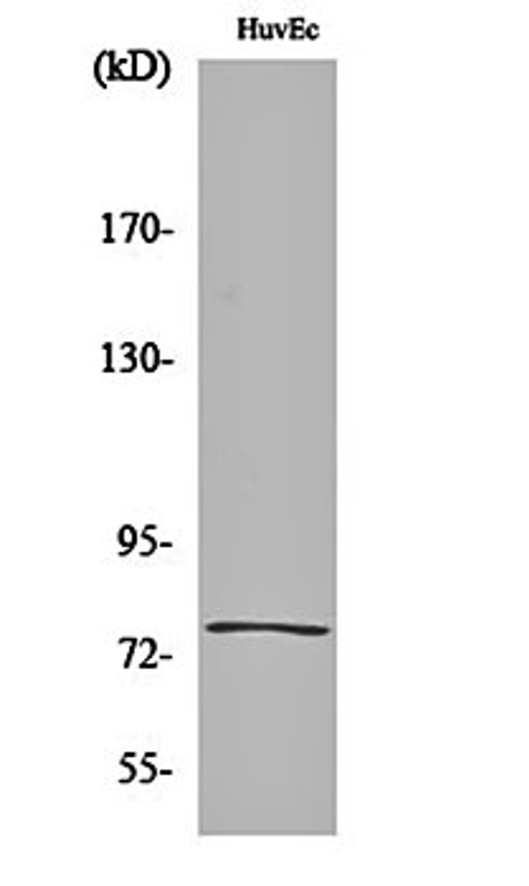 Western blot analysis of HuvEc cell lysates using KALIG-1 antibody