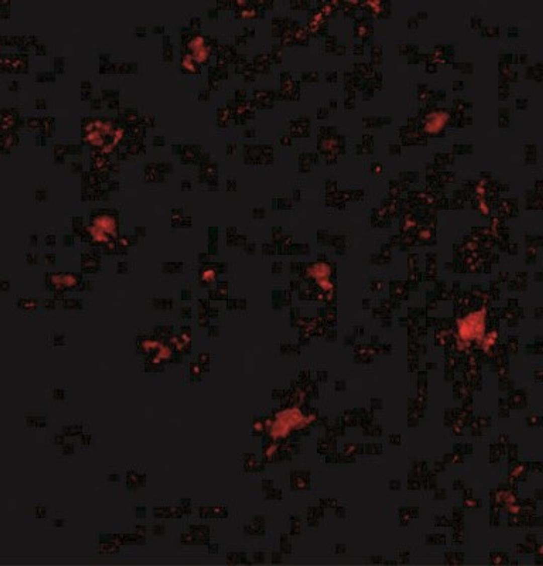 Immunocytochemistry/Immunofluorescence: BAIAP3 Antibody [NBP2-41079] - Immunofluorescence of BAP3 in human brain tissue with BAP3 antibody at 20 ug/mL.