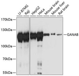 Western blot - GANAB antibody (A13851)