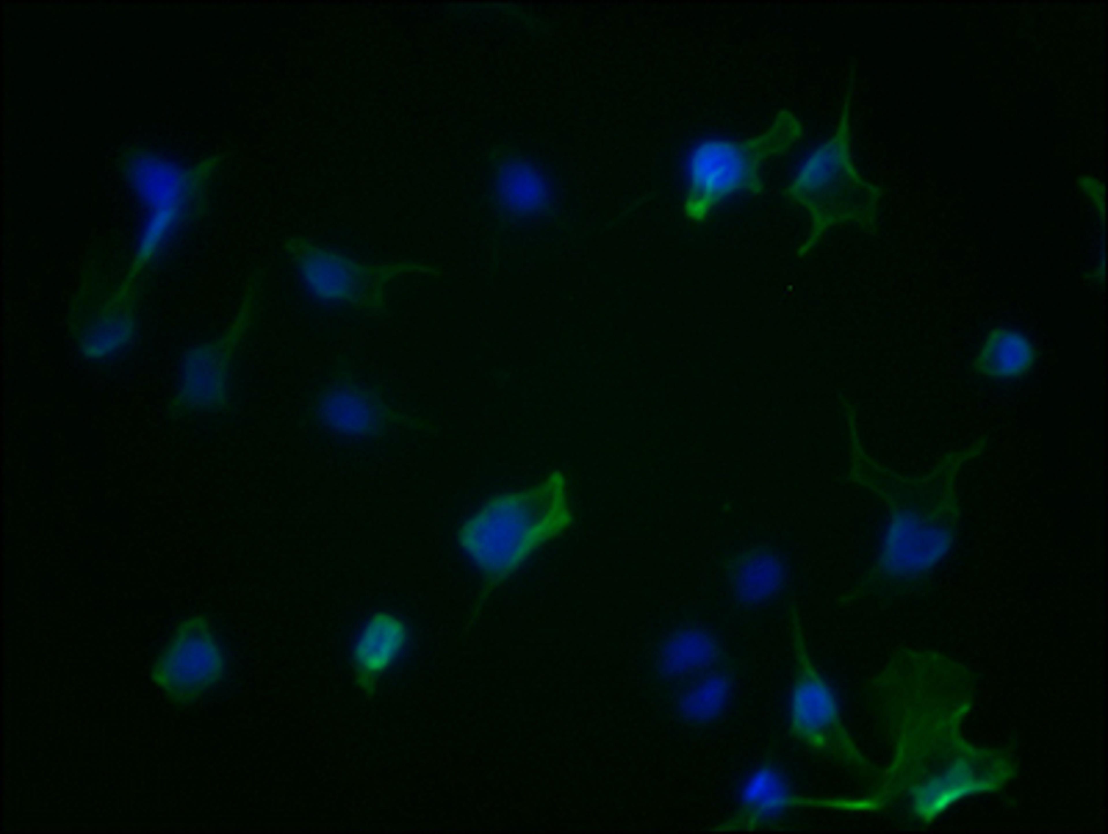 Immunofluorescence staining of Hela Cells with CSB-RA223479A0HU at 1:50, counter-stained with DAPI. The cells were fixed in 4% formaldehyde, permeated by 0.2% TritonX-100, and blocked in 10% normal Goat Serum. The cells were then incubated with the antibody overnight at 4℃. Nuclear DNA was labeled in blue with DAPI. The secondary antibody was FITC-conjugated AffiniPure Goat Anti-Rabbit IgG (H+L).