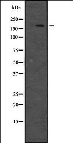 Western blot analysis of Hela cell lysate using JIP4 antibody