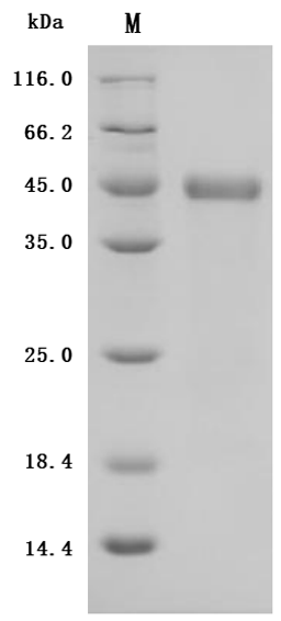 (Tris-Glycine gel) Discontinuous SDS-PAGE (reduced) with 5% enrichment gel and 15% separation gel.