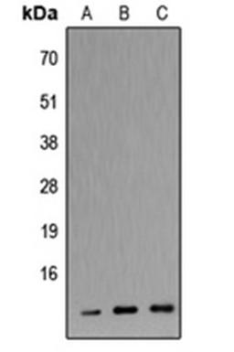 Western blot analysis of HEK293T (Lane 1), Raw264.7 (Lane 2), H9C2 (Lane 3) whole cell lysates using Apolipoprotein C3 antibody