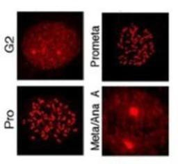 Immunocytochemistry/Immunofluorescence: MLF1 Interacting Protein [p Thr78] Antibody [NBP1-77938] - shows detection of MLF1IP pT78 at the kinetochores of HeLa cells in different phases of the cell cycle. Fluorescent signals were detectable at the kinetochores as early as G2, became most abundant in prophase cells with a discernible nuclear envelope, and gradually diminished as cells proceeded through mitosis