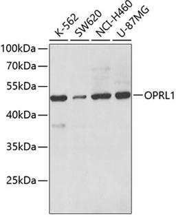 Western blot - OPRL1 antibody (A3113)