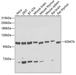 Western blot - KDM7A antibody (A8266)