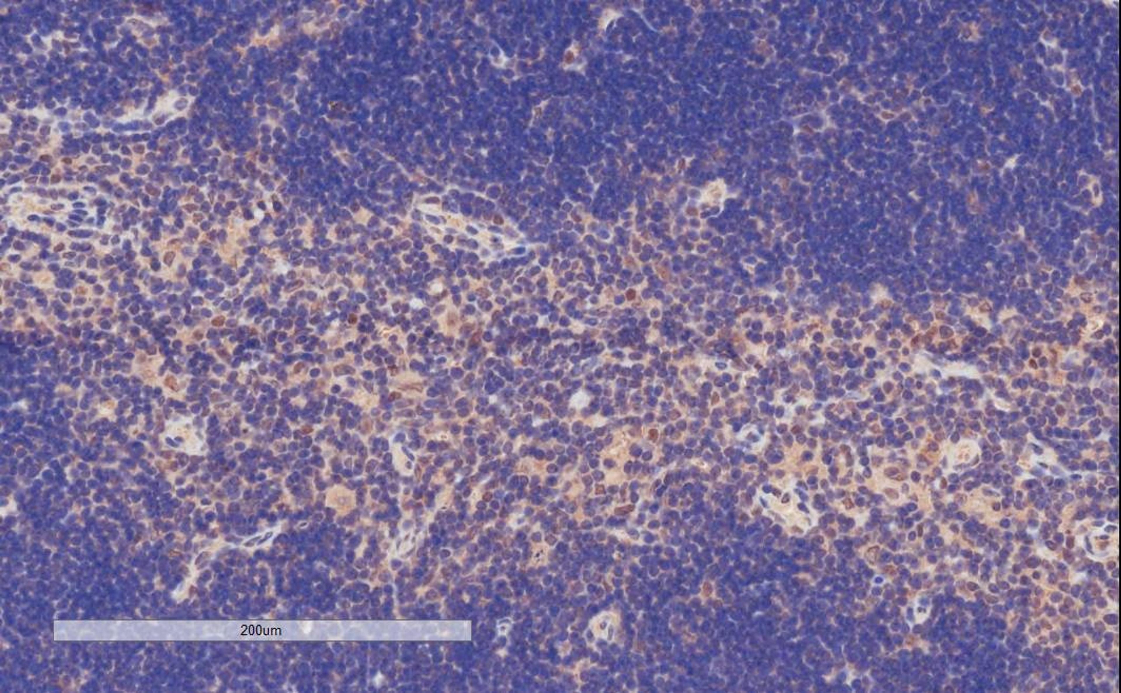 46-474 (4ug/ml) staining of paraffin embedded Mouse Thymus. Microwaved antigen retrieval with citrate buffer pH 6, HRP-staining.