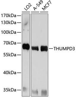 Western blot - THUMPD3 antibody (A10407)