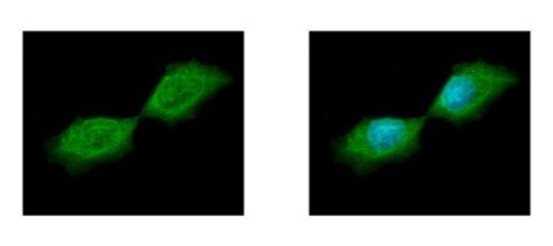 Immunocytochemistry/Immunofluorescence: Septin-12 Antibody [NBP2-20300] - Sample: A431 cells were fixed in iced-cold MeOH for 5 min. Green: SEPT12 protein stained by SEPT12 antibody diluted at 1:500. Blue: Hoechst 33342 staining.