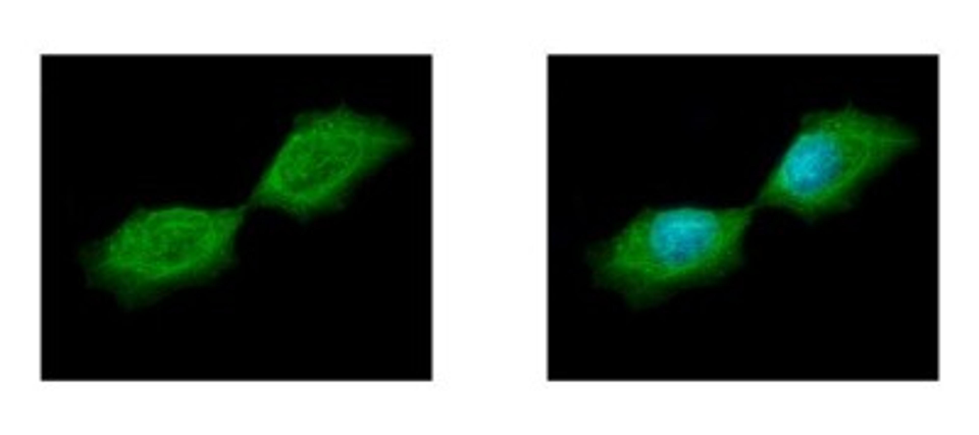 Immunocytochemistry/Immunofluorescence: Septin-12 Antibody [NBP2-20300] - Sample: A431 cells were fixed in iced-cold MeOH for 5 min. Green: SEPT12 protein stained by SEPT12 antibody diluted at 1:500. Blue: Hoechst 33342 staining.