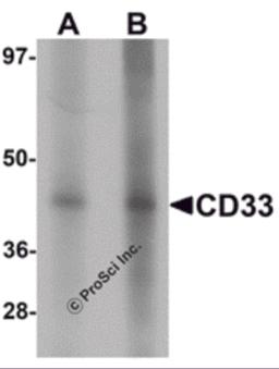 Western blot analysis of CD33 in 3T3 cell lysate with CD33 antibody at (A) 1 and (B) 2 &#956;g/mL.