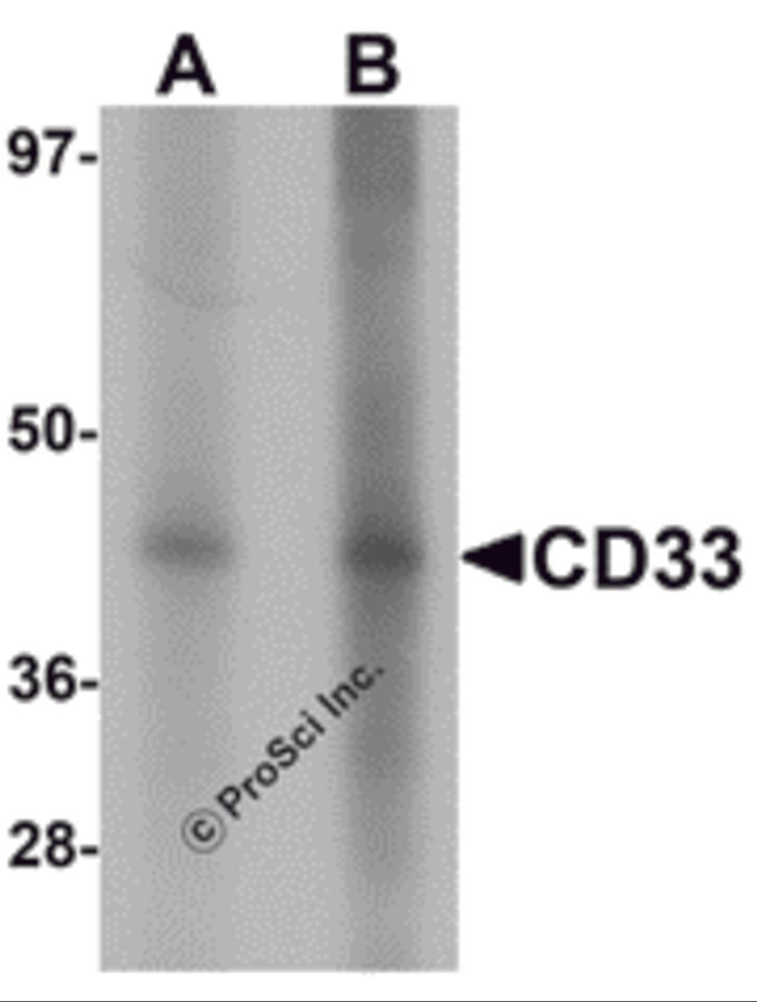 Western blot analysis of CD33 in 3T3 cell lysate with CD33 antibody at (A) 1 and (B) 2 μg/mL.