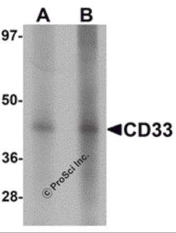Western blot analysis of CD33 in 3T3 cell lysate with CD33 antibody at (A) 1 and (B) 2 μg/mL.