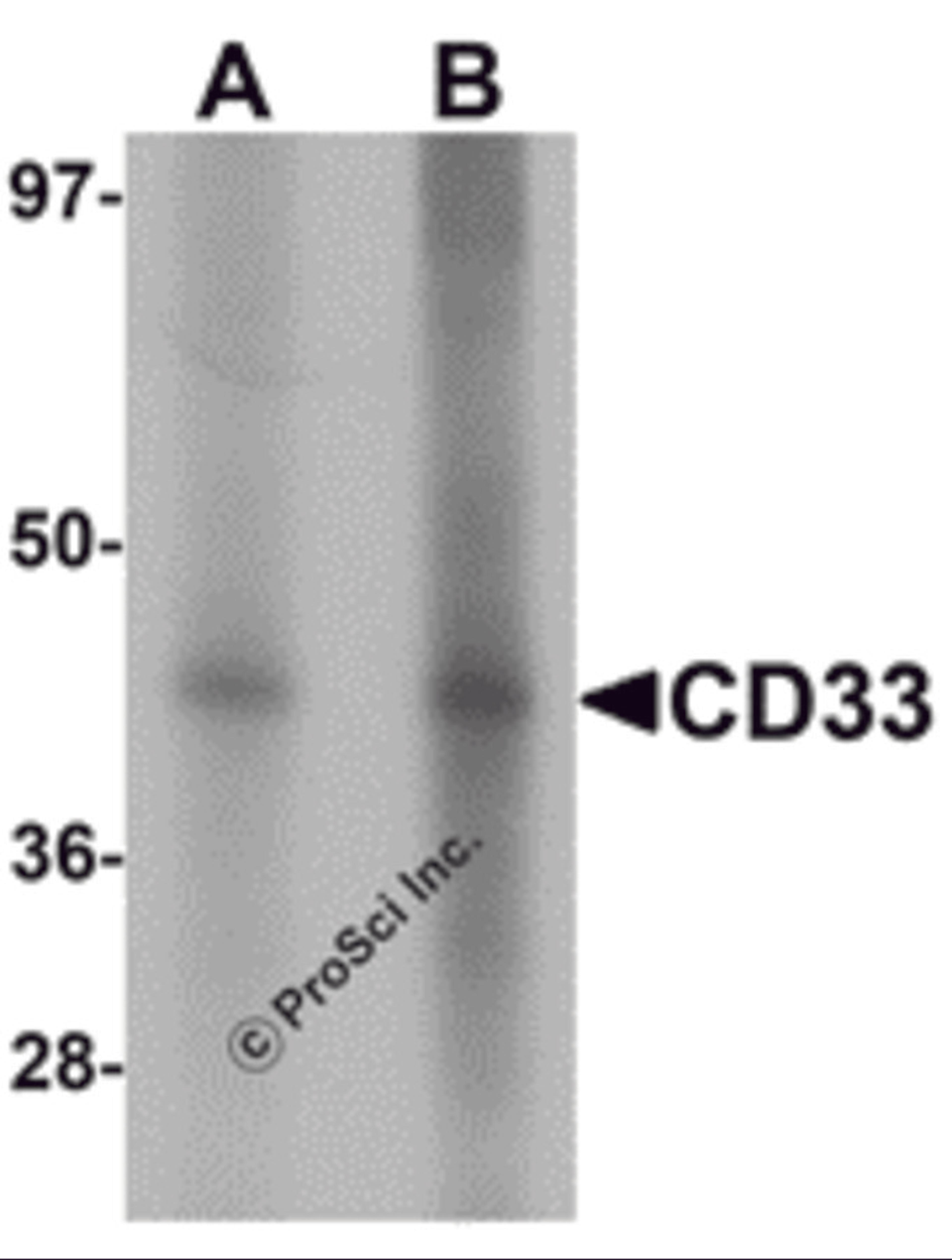Western blot analysis of CD33 in 3T3 cell lysate with CD33 antibody at (A) 1 and (B) 2 μg/mL.