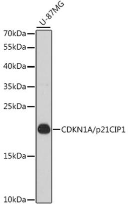 Western blot - CDKN1A/p21CIP1 antibody (A2691)