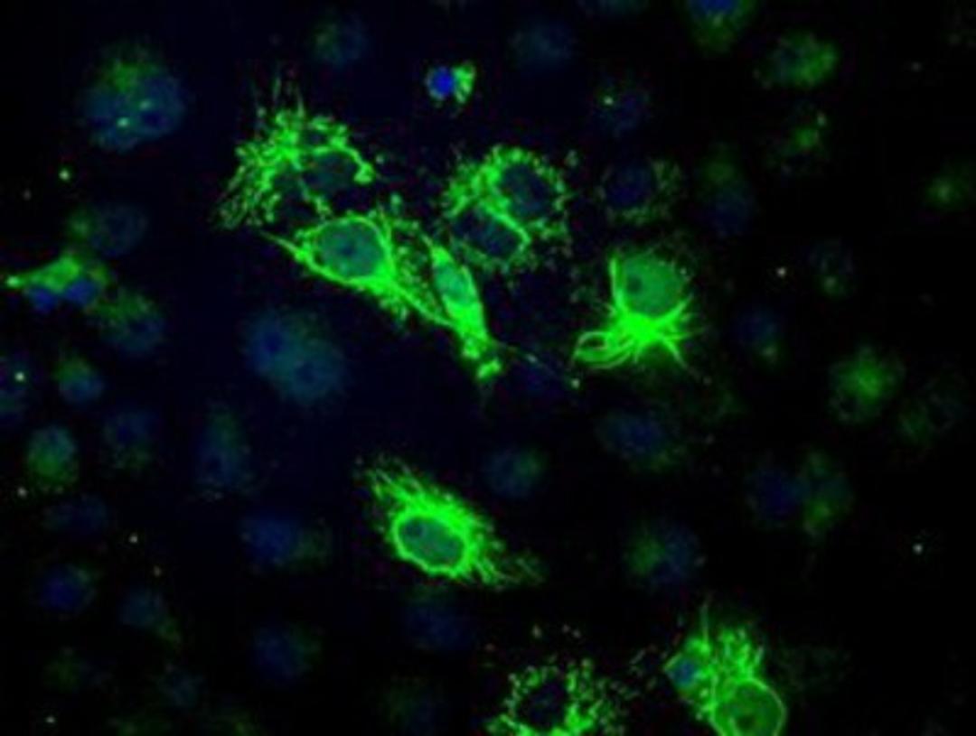 Immunocytochemistry/Immunofluorescence: BCKDK Antibody (11C9) [NBP1-47664] Staining of COS7 cells transiently transfected by pCMV6-ENTRY BCKDK.