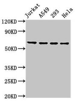 Western Blot. Positive WB detected in: Jurkat whole cell lysate, A549 whole cell lysate, 293 whole cell lysate, Hela whole cell lysate. All lanes: TAF15 antibody at 8.5ug/ml. Secondary. Goat polyclonal to rabbit IgG at 1/50000 dilution. Predicted band size: 62 kDa. Observed band size: 62 kDa. 