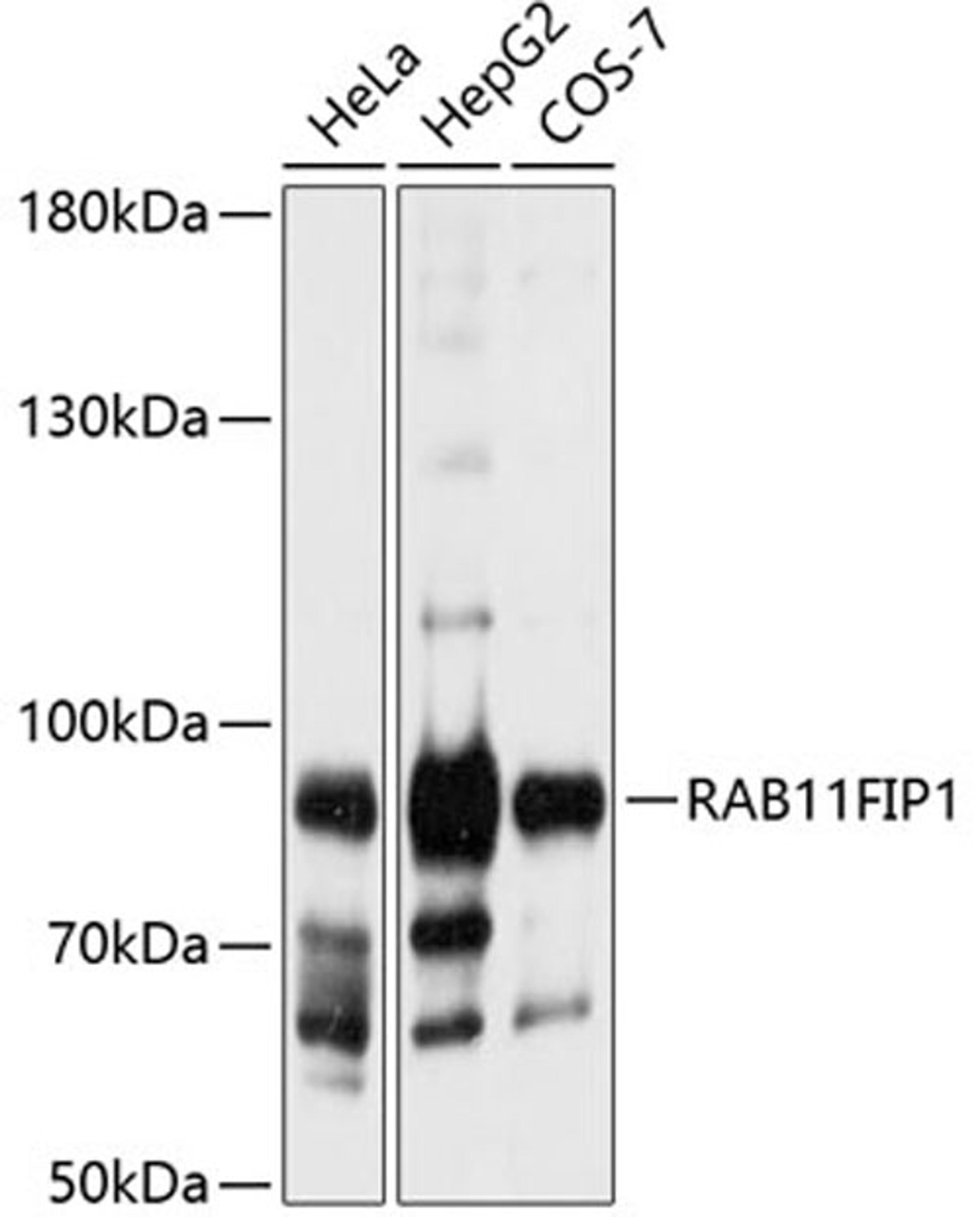 Western blot - RAB11FIP1 antibody (A9215)