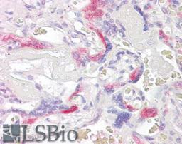 46-178 (3.8ug/ml) staining of paraffin embedded Human Placenta. Steamed antigen retrieval with citrate buffer pH 6, AP-staining.