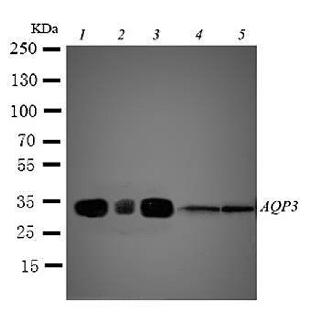 Western blot analysis of rat kidney tissue lysate (lane1), rat lung tissue lysate (lane2), mouse kidney tissue lysate (lane3), m453 cell lysate (lane4), mmc cell lysate (lane5) using Aquaporin 3 antibody