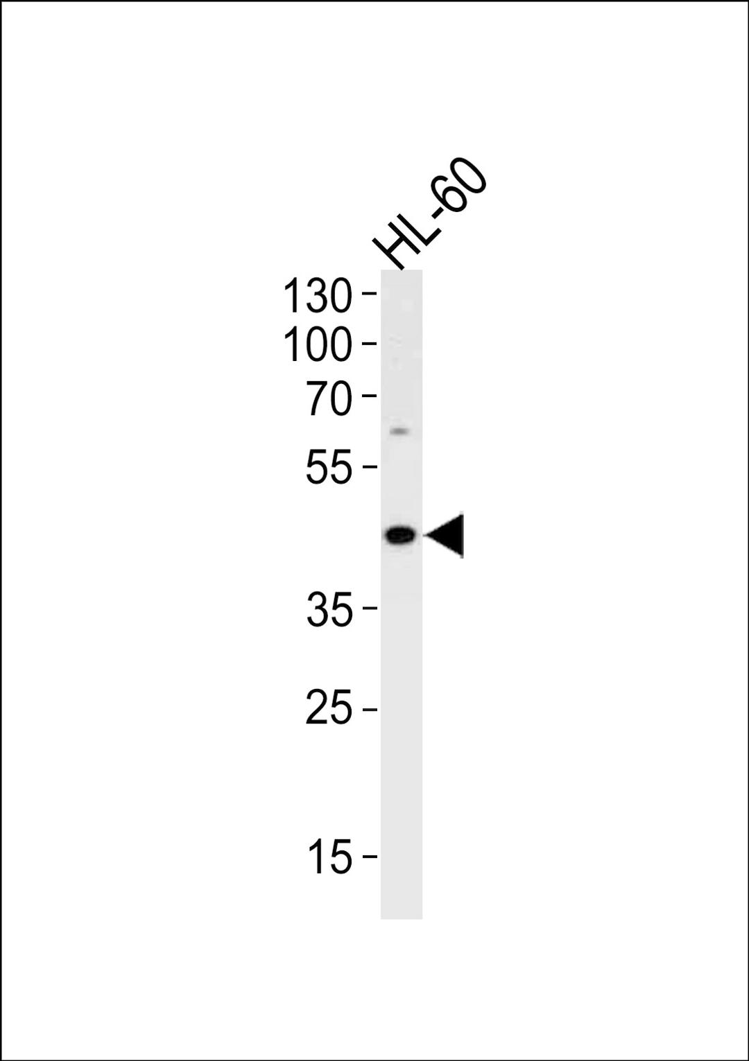 Western blot analysis in HL-60 cell line lysates (35ug/lane).