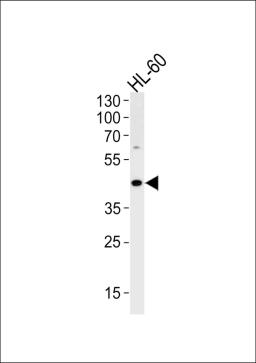 Western blot analysis in HL-60 cell line lysates (35ug/lane).