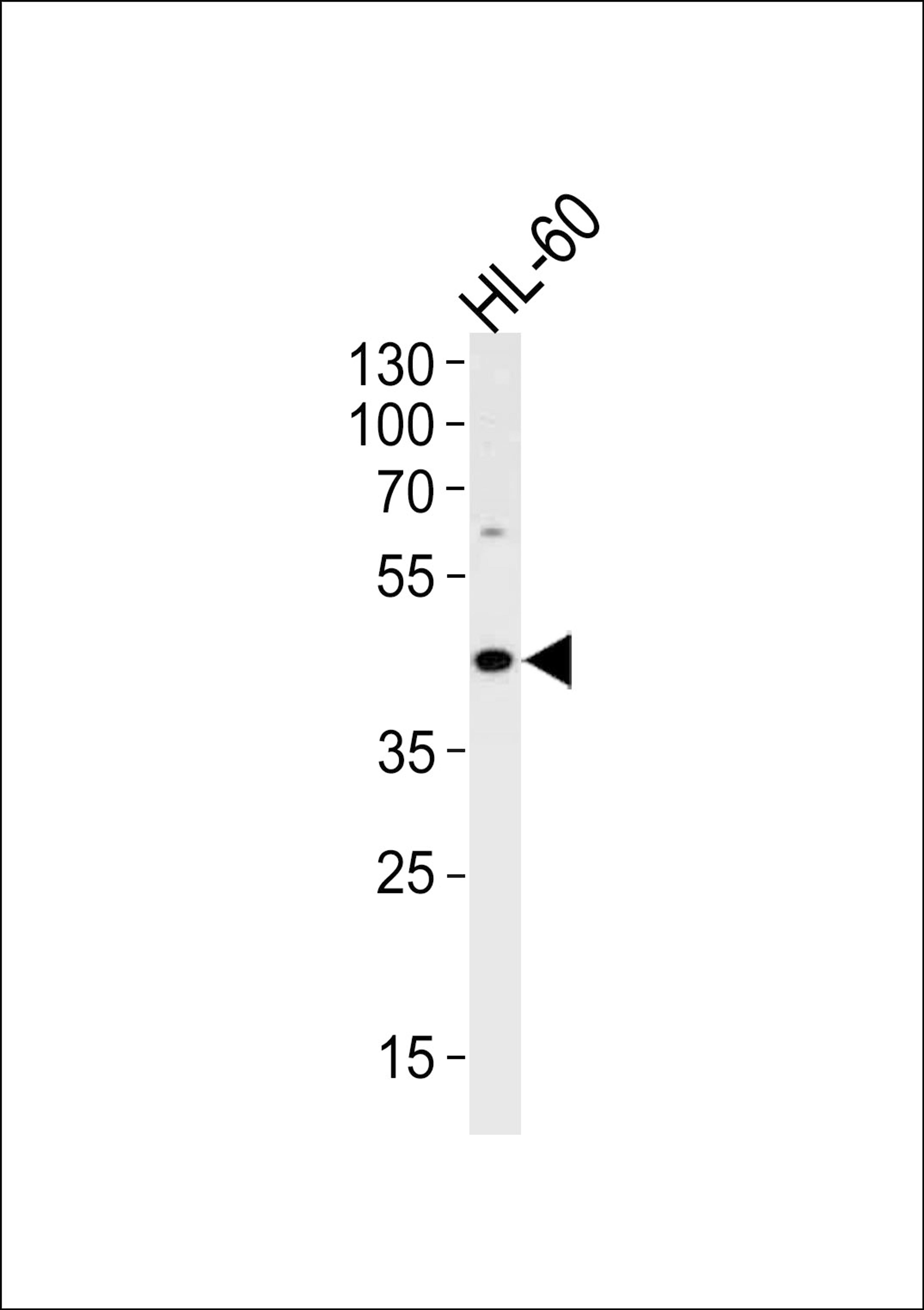 Western blot analysis in HL-60 cell line lysates (35ug/lane).