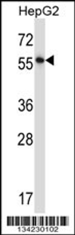 Western blot analysis in HepG2 cell line lysates (35ug/lane).