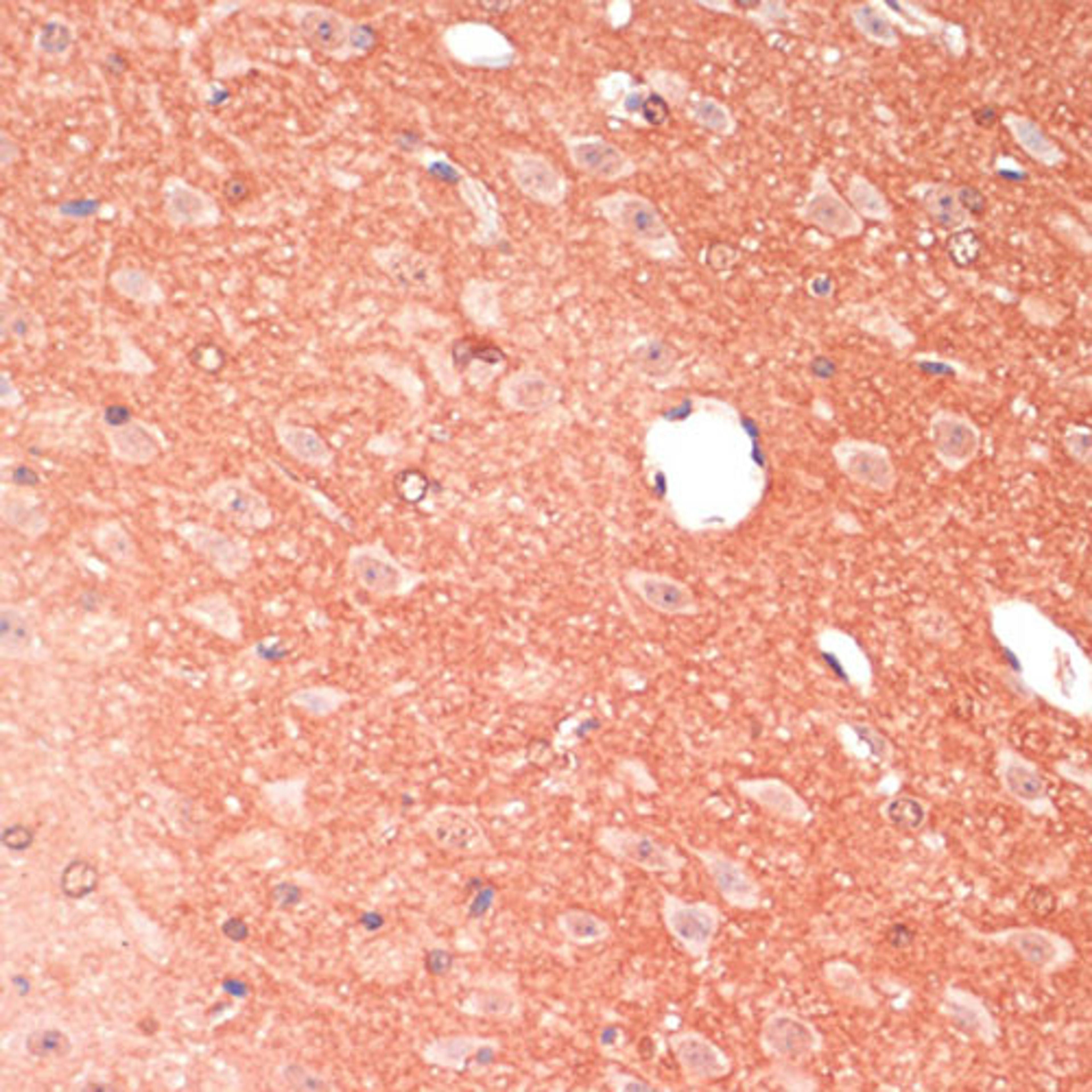 Immunohistochemistry  - GAP43 antibody (A16857)