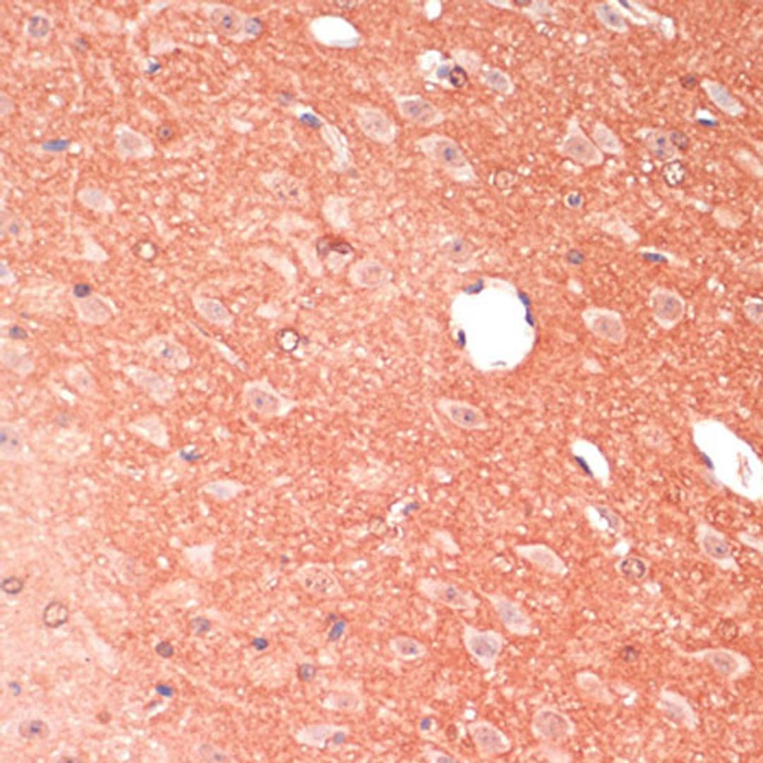 Immunohistochemistry - GAP43 antibody (A16857)