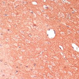 Immunohistochemistry - GAP43 antibody (A16857)