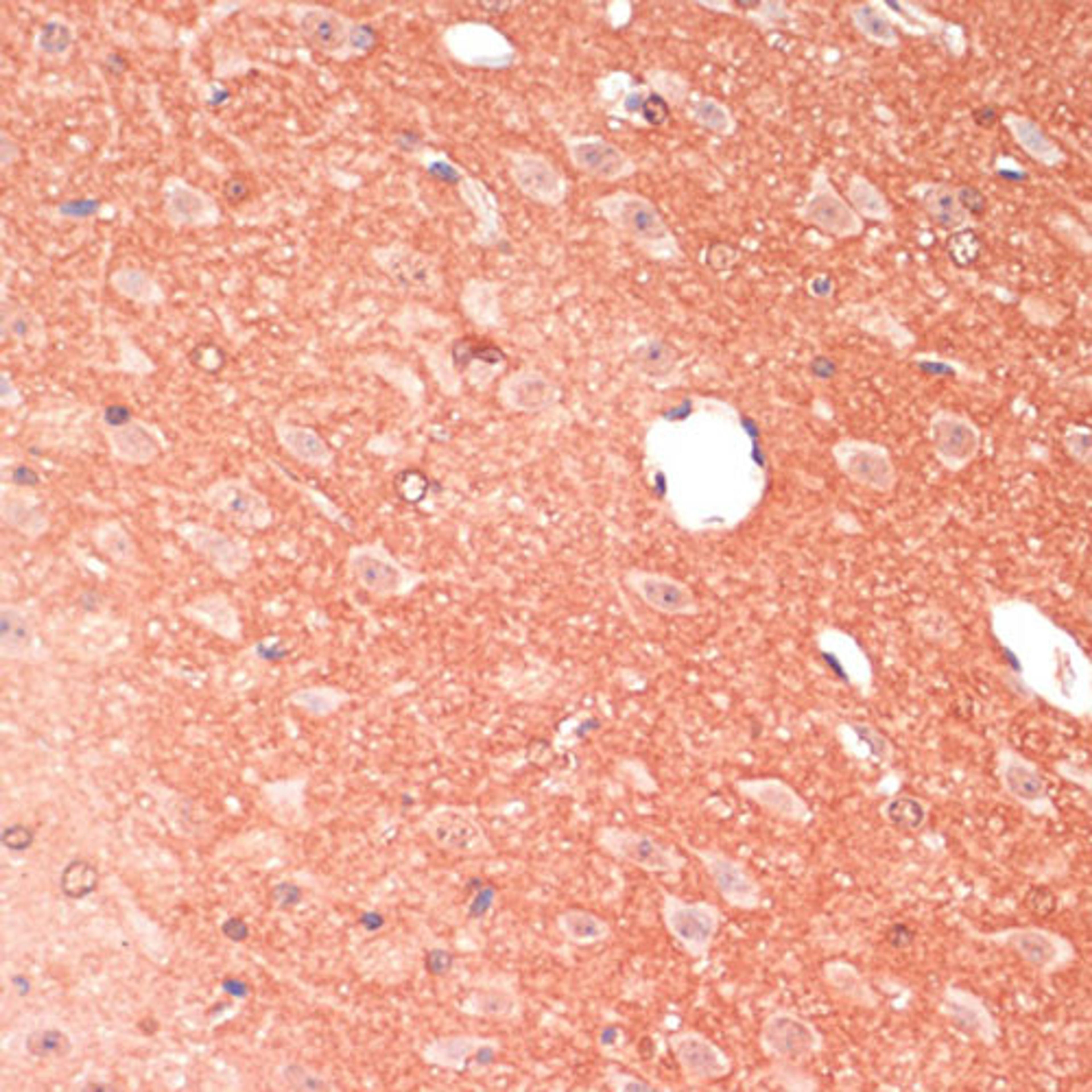 Immunohistochemistry - GAP43 antibody (A16857)
