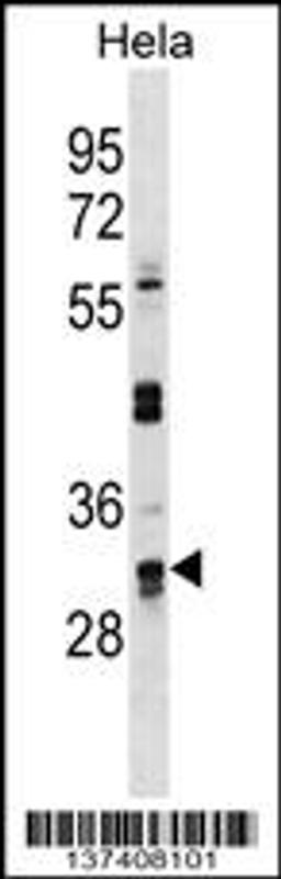 Western blot analysis in Hela cell line lysates (35ug/lane).