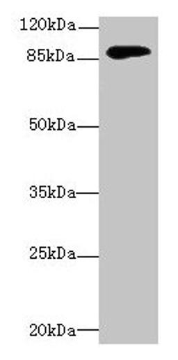 Western blot. All lanes: DGKG antibody at 4µg/ml + Mouse brain tissue. Secondary. Goat polyclonal to rabbit IgG at 1/10000 dilution. Predicted band size: 90, 87, 85 kDa. Observed band size: 90 kDa