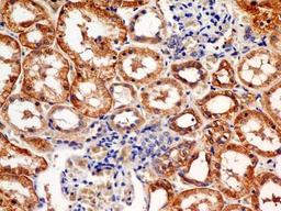 Immunohistochemistry-Paraffin: FSH R Antibody (6E8.2F5) [NBP2-36489] - IHC analysis of formalin-fixed paraffin-embedded tissue section of human kidney using FSH R antibody (clone 6E8.2F5) at 5 ug/ml concentration.