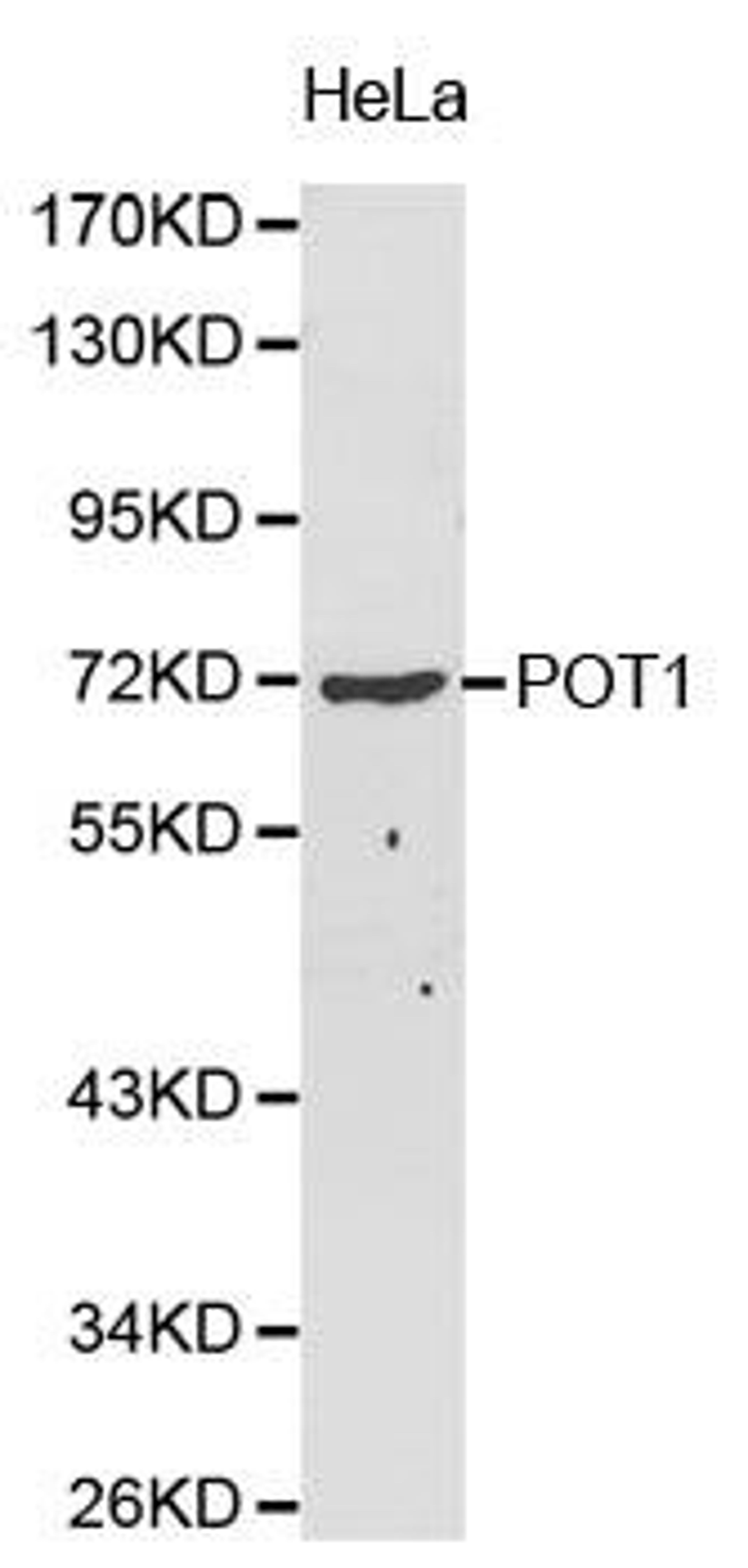 Western blot analysis of HeLa cell lysate using POT1 antibody