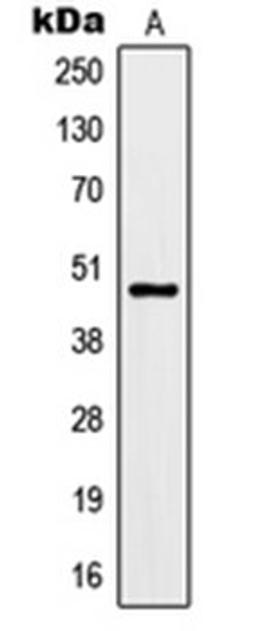 Western blot analysis of rat brain (Lane 1) whole cell lysates using KCNJ9 antibody