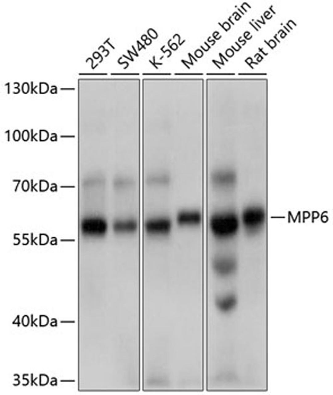 Western blot - MPP6 antibody (A10509)