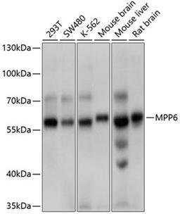 Western blot - MPP6 antibody (A10509)