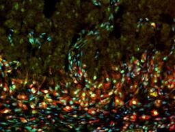 Immunohistochemistry-Frozen: PCNA Antibody (PC10) [NB500-106] - IHC analysis of a paraformaldehyde fixed frozen section of brain from murine embryo using PCNA antibody clone PC10 (green), an IB4 antibody (red) and DAPI. Image provided by Dr Siegenthaler via product review.