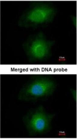 Immunocytochemistry/Immunofluorescence: MVD Antibody [NBP1-33050] - Paraformaldehyde-fixed HeLa, using antibody at 1:200 dilution.