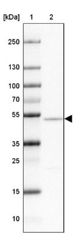 Western Blot: NAP1L2 Antibody [NBP2-31659] - Lane 1: Marker [kDa] 250, 130, 100, 70, 55, 35, 25, 15, 10<br/>Lane 2: Cerebral Cortex