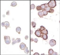 Detection of human B7-H3/CD276 by immunocytochemistry.