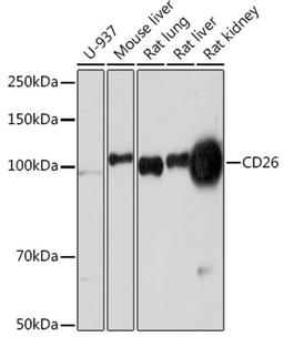 Western blot - CD26 Rabbit mAb (A4252)